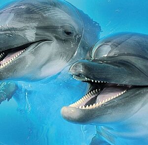х9999043953Porto Dolphins 2 centro Декор 25x60