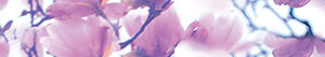 х9999081259Magnolia Бордюр B400D297 40х4,5