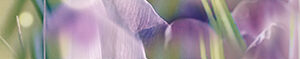 х9999081268Crocus Бордюр B400D286 40х5