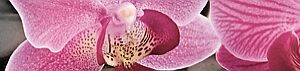 х9999044208Porto Bambu and Orchid listwa Бордюр 6х60