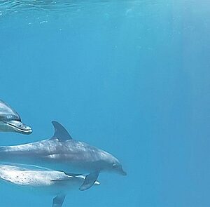 х9999043951Porto Dolphins 1 centro Декор 25x60