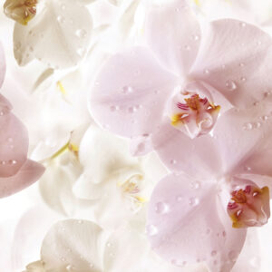х9999044205Porto Flowers Flower Панно 75x60 (3пл)