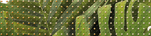 х9999078000Tropicana Бордюр (TC1C021DT) 6х25