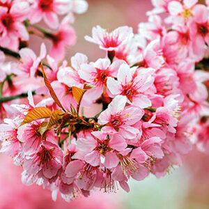 х9999108067Okka Декор стеклянный Sakura (UG2L072D) 29,7x60