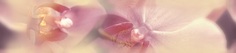 х9999072239Blossom Бордюр B200D183 4,5х20